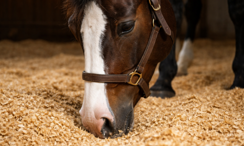 Einstreu für die Pferdebox