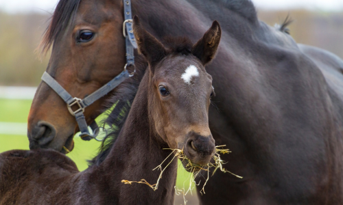 Fohlenstarter Zuchtfutter