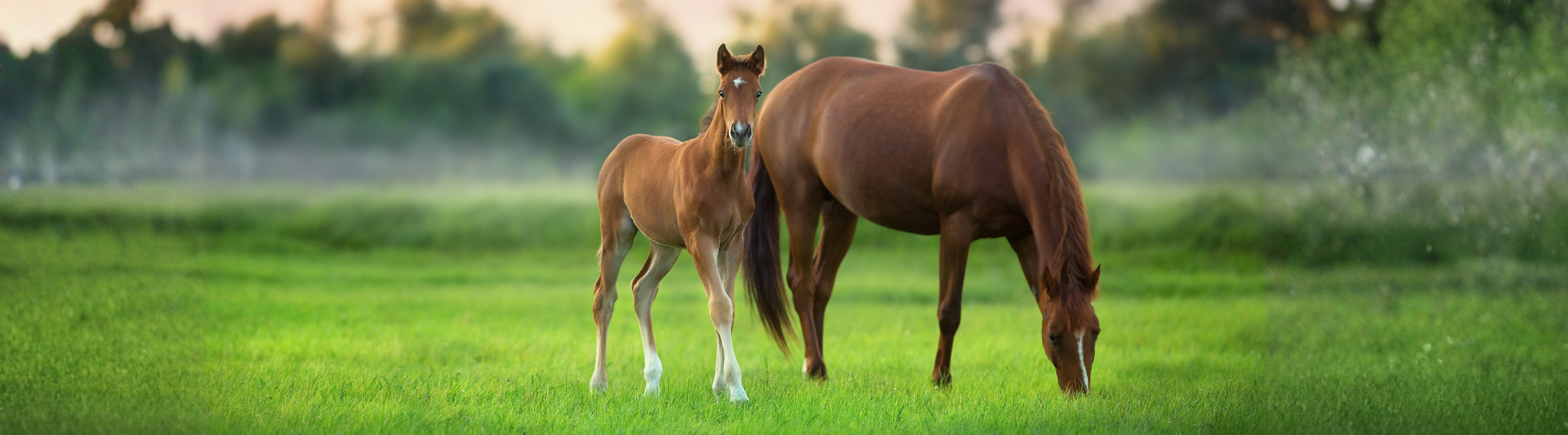 Fohlen, Zucht & Aufzucht