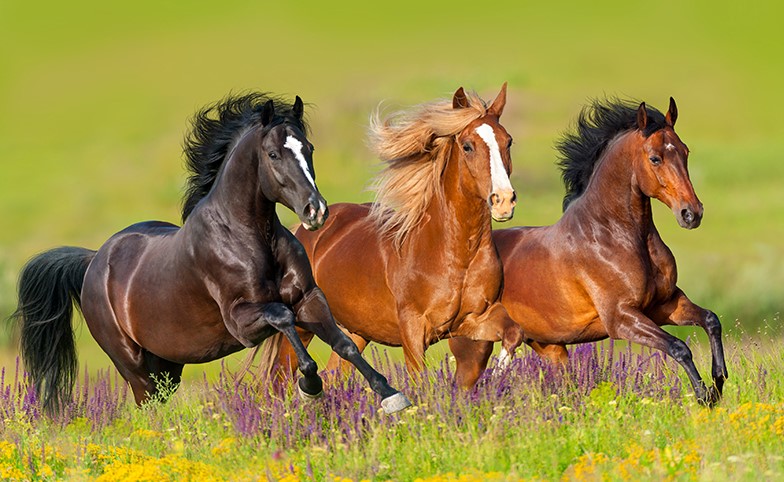 20% auf Agrobs und St. Hippolyt Pferdefutter und Supplemente