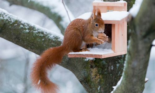 Eichhörnchen Winterfutter