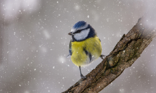 Winterfutter für Vögel. Jetzt Gartenvogelfutter kaufen