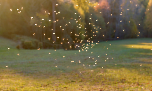 Sommerzeit ist Insektenzeit