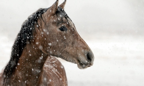 STRÖH Horse Mash für Pferde Winterfutter